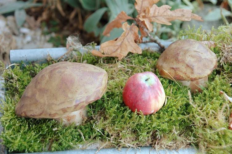 Gartenpilze f�r die Herbstdeko